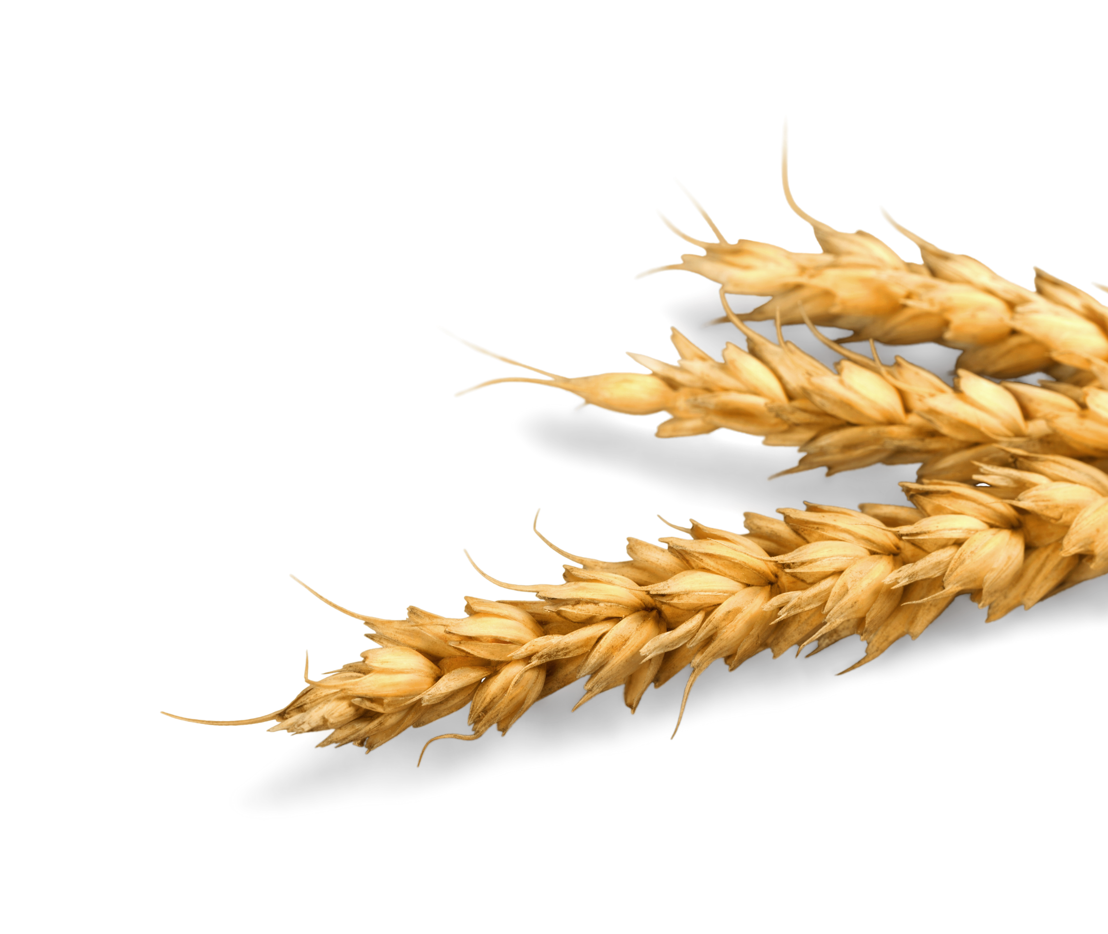 PT. Agrofood Makmur Mandiri